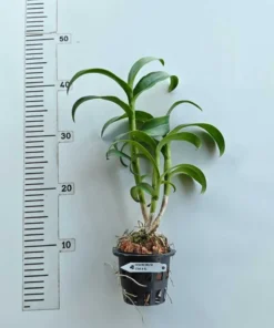 Alternative view of Ready to Flower Size Dendrobium Star 41