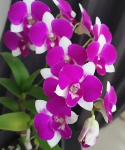 Ready to Flower Size Dendrobium Mini Nemo