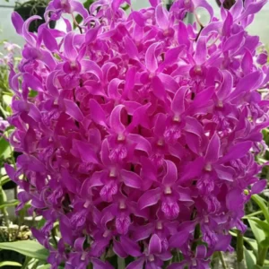 Pink twist 205