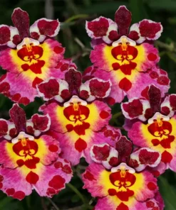 Tolumnia Flyer Cartoon