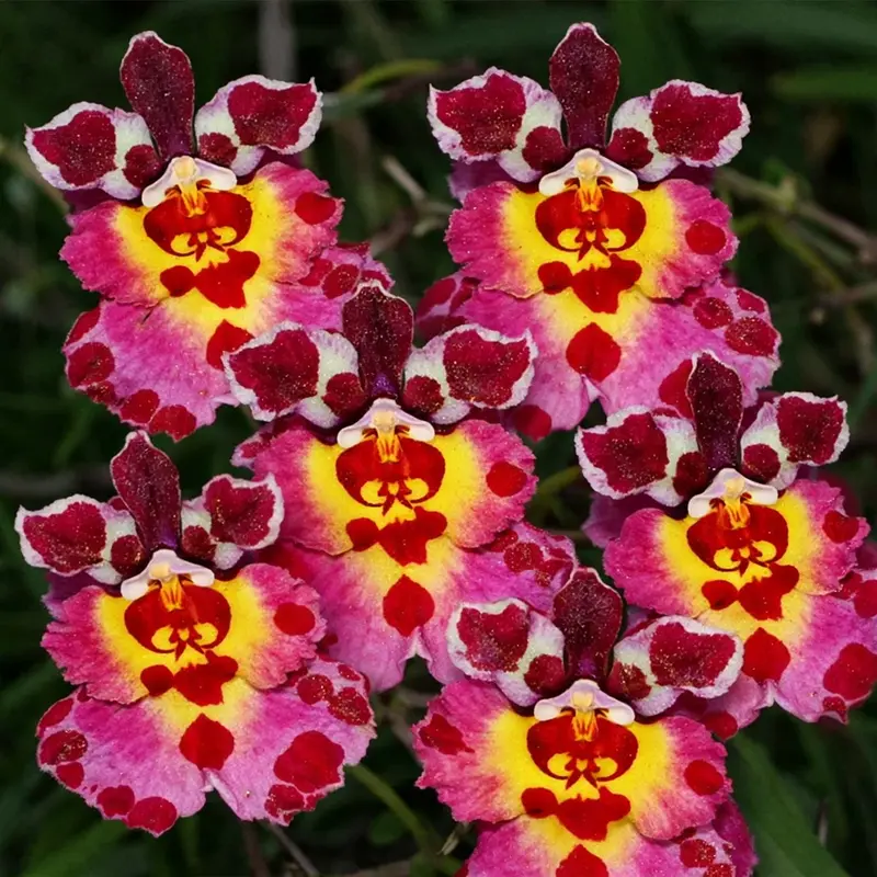 Tolumnia Flyer Cartoon