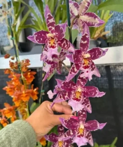 Beallara Kutchin blooming size