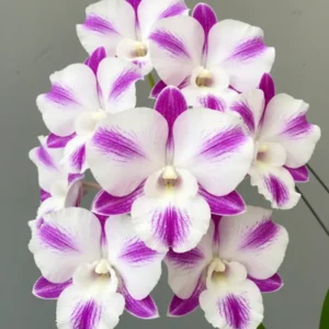 Ready to Flower Size Star fish two tone