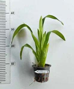 Alternative view of Wild cat golden red star blooming size