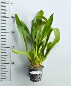 Alternative view of Hwuluduen Isler Purple Grape Blooming Size