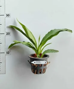 Alternative view of zygopetalum louisendorf blooming size