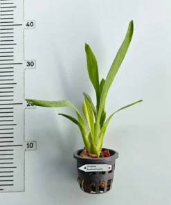 Alternative view of Beallara Kutchin blooming size