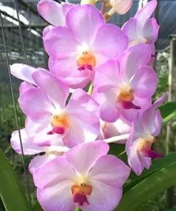 Vanda 126 crownfox magic