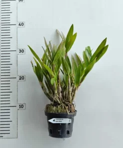 Alternative view of Ready to Flower Size Dendrobium Mini Nemo
