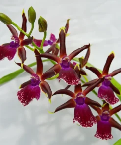 zygopetalum louisendorf blooming size