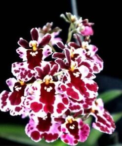 Tolumnia Firm Koromo