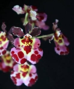 Tolumnia Flyer Cartoon