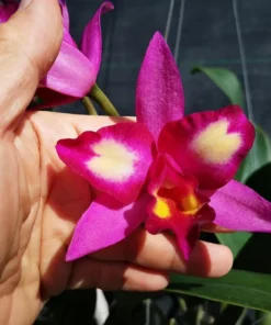 Cattleya Korn Lada Beauty Seedling