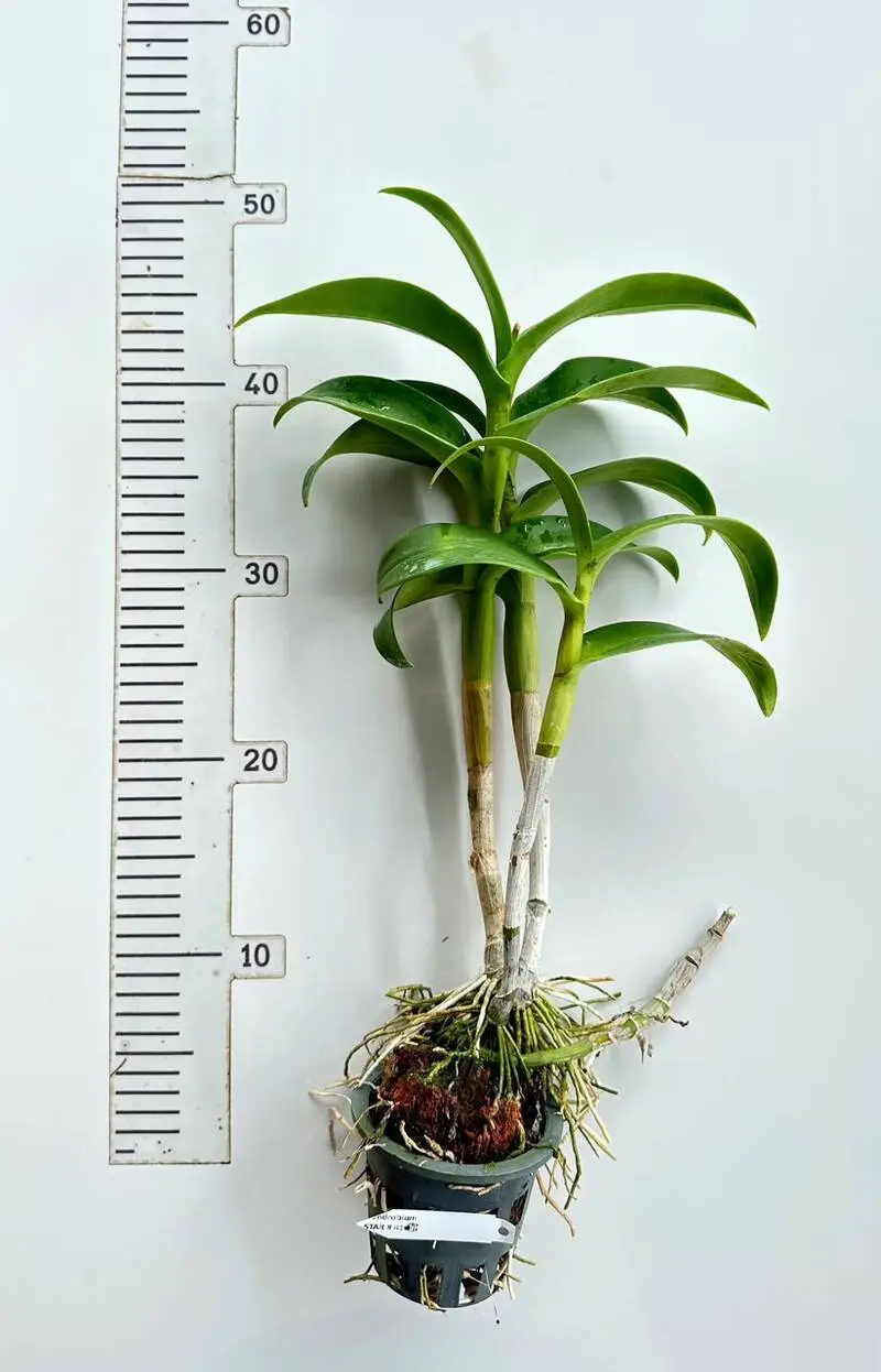Ready to Flower Size Dendrobium Star 41 - Image 2