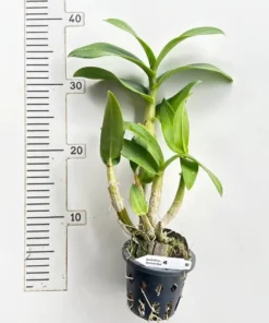 Alternative view of Ready to Flower Size Dendrobium Doraemon Red