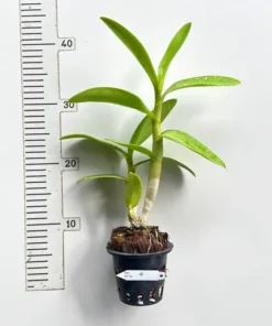 Alternative view of Ready to Flower Size Dendrobium Honey