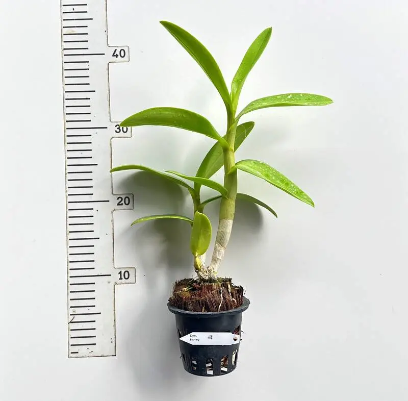 Ready to Flower Size Dendrobium Honey - Image 2