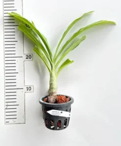 Alternative view of Catasetum (Jumbo Tycoon * Susan Fuchs) * Incurvum