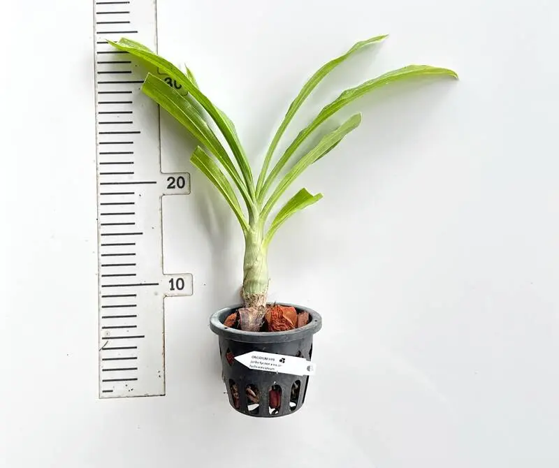 Catasetum (Jumbo Tycoon * Susan Fuchs) * Incurvum - Image 2