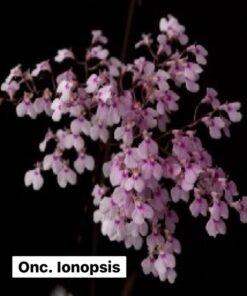 Oncidium Ionopsis