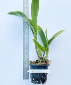 Alternative view of Cattleya Jimminey cricket x netrsri beauty Blooming size