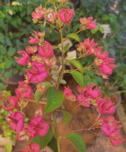 Bougainvillea Majenda Tanglong