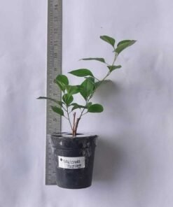 Alternative view of Bougainvillea Majenda Tanglong