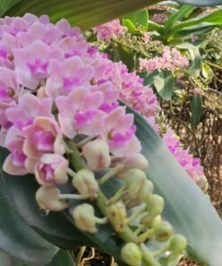 Rhynchostylis MB#13 Seedling