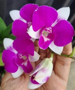 Ready to Flower Size Dendrobium Mini Nemo