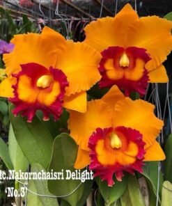 Cattleya Nakorn chaisri delight no3 Seedling