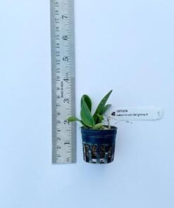 Alternative view of Cattleya Nakorn chaisri delight no3 Seedling