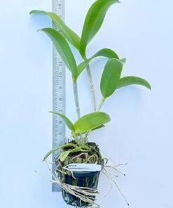 Alternative view of Cattleya Netrasiri dark prince Blooming Size