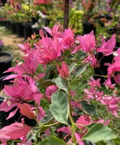 Bougainvillea Pink Butterfly