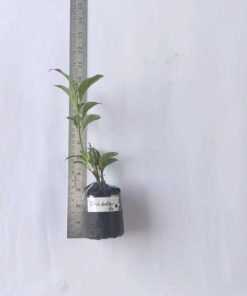 Alternative view of Bougainvillea Pink Butterfly