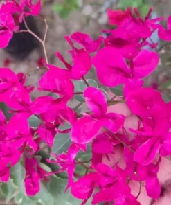 Bougainvillea Pink Mazhuri