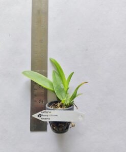 Alternative view of Cattleya Pleonpid crown amazing Seedling