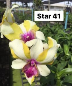 Ready to Flower Size Dendrobium Star 41