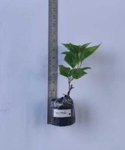 Alternative view of Bougainvillea Tiger Melon