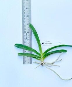 Alternative view of Vanda 126 crownfox magic