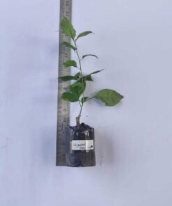 Alternative view of Bougainvillea Varigated Deep Pink