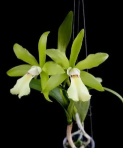 Cattleya Jimminey cricket x netrsri beauty Blooming size