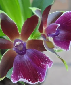 zygopetalum louisendorf blooming size