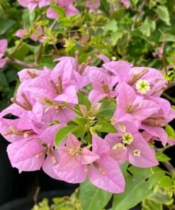 Bougainvillea Doki Spotted