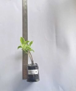 Alternative view of Bougainvillea Golden Angus