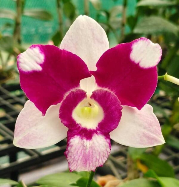 Ready to Flower Size King Dragon Fighter