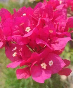 Bougainvillea Red Varigated