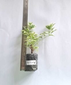 Alternative view of Bougainvillea Red Varigated