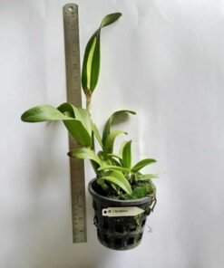 Alternative view of Cattleya Digbyana Blooming Size