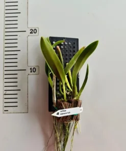 Alternative view of Cattleya Digbyana Blooming Size - Mounted