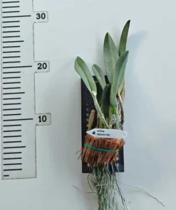 Alternative view of Cattleya Digbyana Blooming Size - Mounted